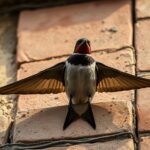 Jak odstraszyć jaskółki z elewacji – Poradnik jak odstraszyć jaskółki z elewacji