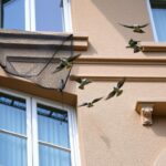 Jak pozbyć się ptaków z elewacji