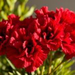 Co zrobić, żeby goździki się rozwinęły – praktyczne wskazówki Co zrobić żeby goździki się rozwinęły