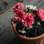 Dlaczego goździki w doniczce usychają i jak temu zaradzić Dlaczego goździki w doniczce usycha