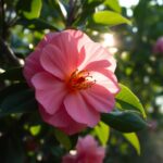 Po ilu latach kwitnie kamelia i jak o nią dbać Po ilu latach kwitnie kamelia