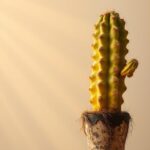 Przelany kaktus objawy